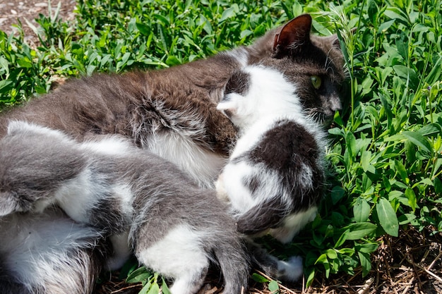 Gatto che nutre i suoi piccoli gattini sdraiati sull'erba verde