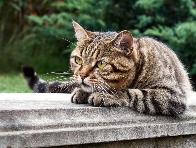 Gatto che osserva l'uccello.