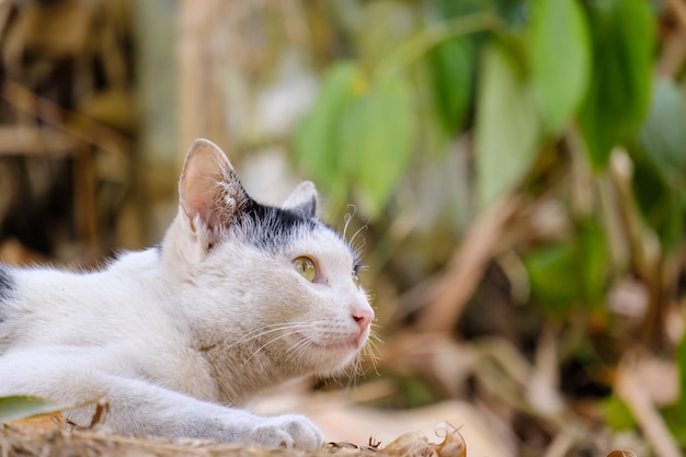 Gatto che osserva via per copiare lo spazio