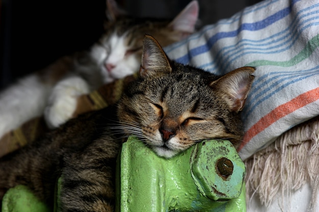 Gatto che riposa su un radiatore caldo