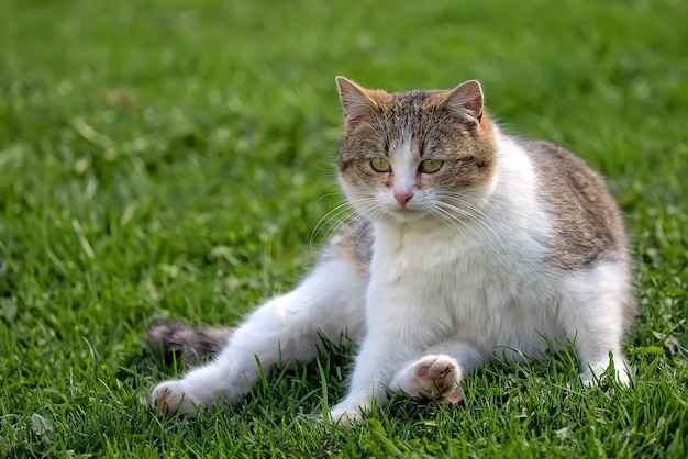 Gatto che riposa su una radura