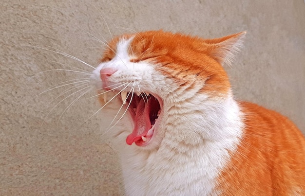 Gatto che sbadiglia primo piano gatto arancione e bianco