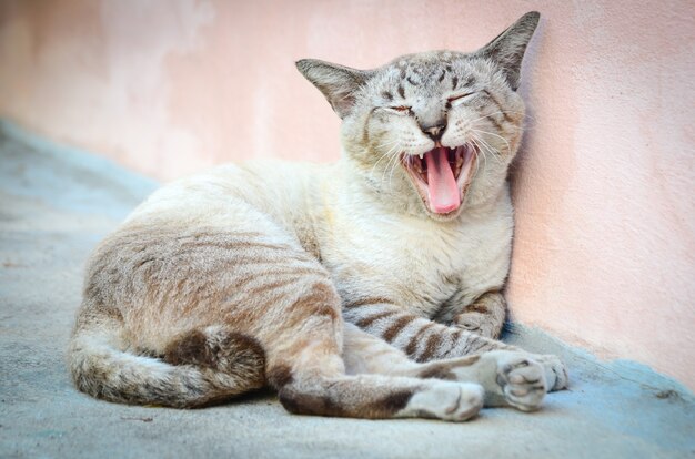 Gatto che sbadiglia