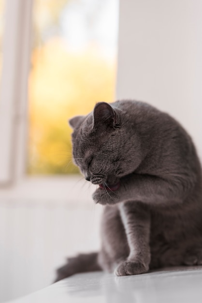 Gatto che si lecca la zampa con la lingua