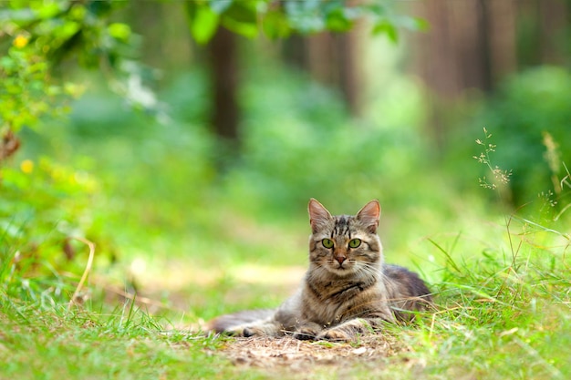 Gatto che si rilassa all'aperto nella pineta