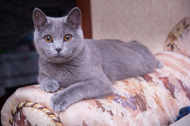 Foto gatto che si rilassa sul divano. gatto grigio sdraiato sul divano. il gatto guarda avanti
