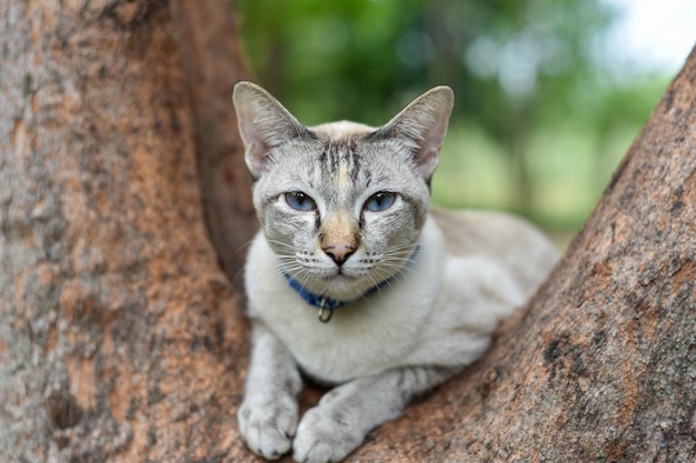 Gatto che si rilassa sul ramo dell'albero Gatto randagio bianco nel parco pubblico