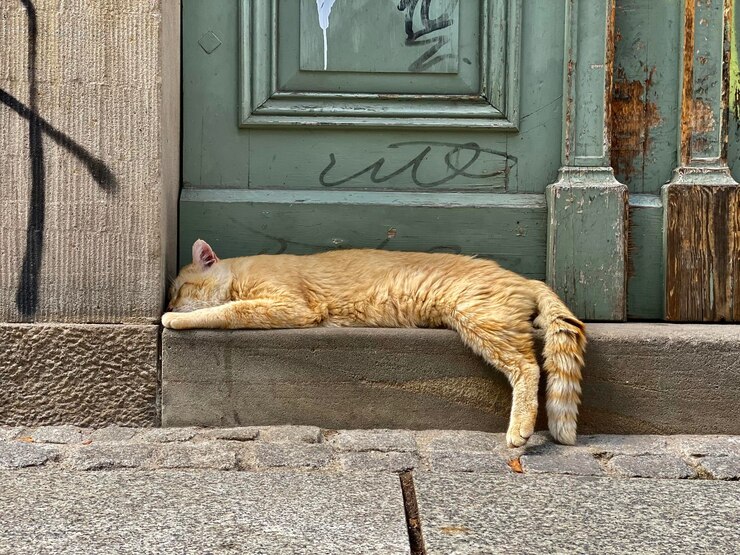 Foto gatto che si rilassa sulla porta