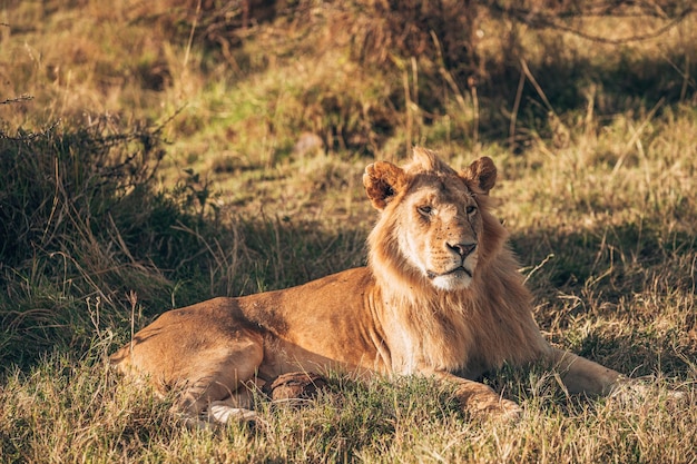 Gatto che si riposa su un campo