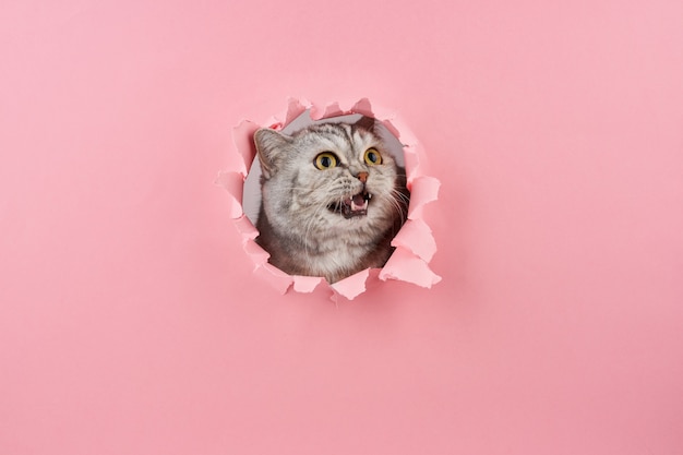 Gatto che urla in un buco nel cartone rosa, concetto di comportamento animale