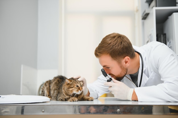 Gatto che visita il veterinario per un controllo regolare
