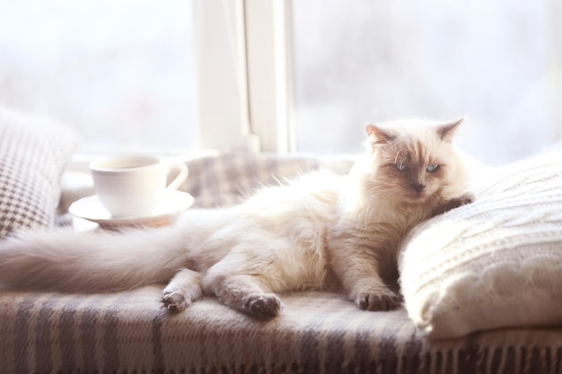 Gatto Colorpoint sdraiato sul cuscino vicino alla finestra in soggiorno