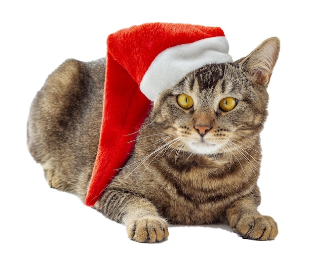 Gatto con cappello rosso xmast santa sulla testa