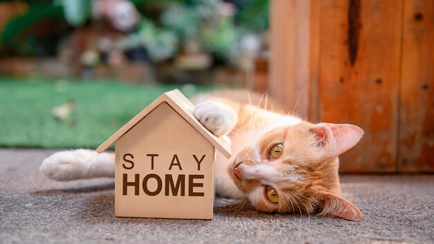 Gatto con casetta in legno. Mettiti in quarantena e resta a casa durante il Covid-19. Animale domestico adorabile in giardino con il giocattolo. Resta a casa, stai al sicuro e al concetto di distanza sociale.