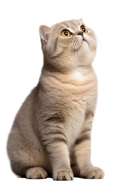 gatto con espressione facciale traballante isolato sfondo bianco