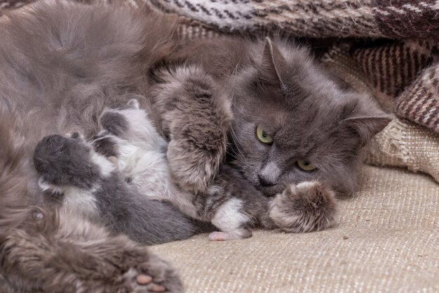 Gatto con gattini appena nati, gatto nutre i gattini