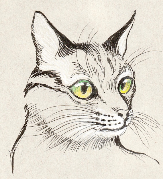 Gatto con gli occhi verdi. Disegno a inchiostro