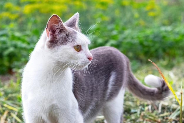 Gatto con lana bianca e grigia nel giardino guarda indietro