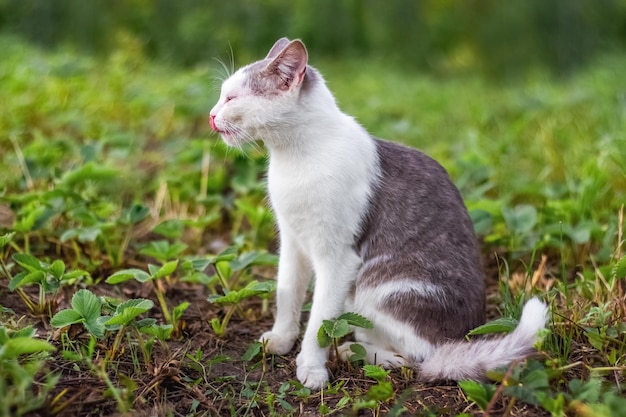 Gatto con pelliccia bianca e grigia seduto in giardino sull'erba Ritratto di un gatto di profilo