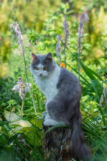 Gatto con pelo brillante seduto in giardino al tramonto all'aperto Giardino estivo soleggiato e gatto