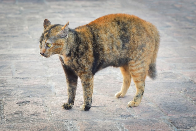 gatto con una schiena arcuata e hackles sollevati