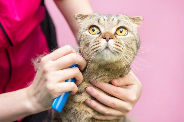 Gatto contento in un salone di bellezza.