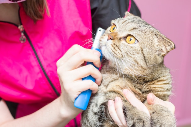 Gatto contento nel salone per animali. Gatti governare in un salone di bellezza per animali domestici. Il maestro elimina i peli in eccesso. Esprimere molt