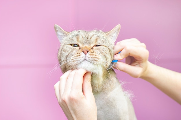 Gatto contento nel salone per animali.