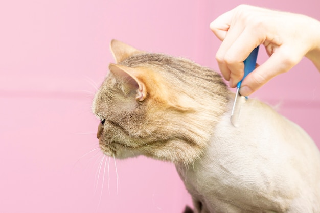 Gatto contento nel salone per animali.