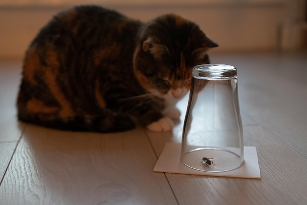 Gatto curioso che osserva attentamente una vespa catturata o una mosca in un bicchiere di vetro capovolto Vita da compagnia a casa