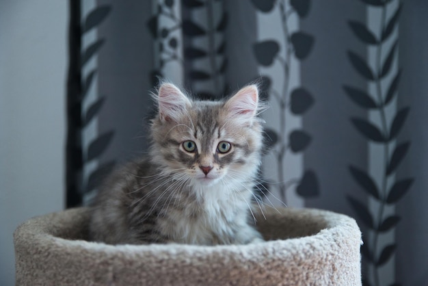 Gatto d'argento siberiano in posa per i suoi padroni perfetto per una carta da parati Il gatto si diverte giocando