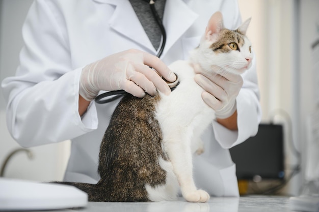 Gatto d'ascolto veterinario uomo con lo stetoscopio durante l'appuntamento in clinica veterinaria