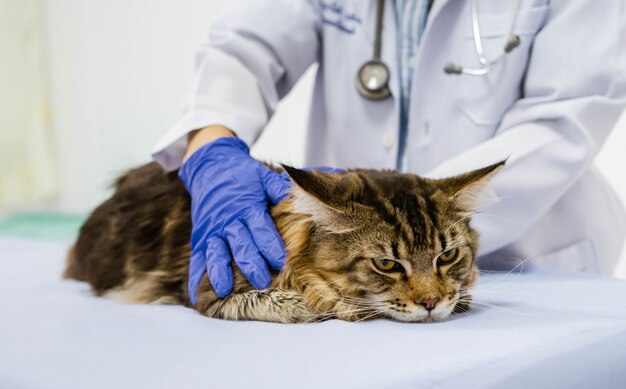 Gatto d'esame veterinario della giovane donna sulla tavola in clinica veterinaria