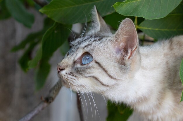 Gatto da caccia con gli occhi azzurri su un albero