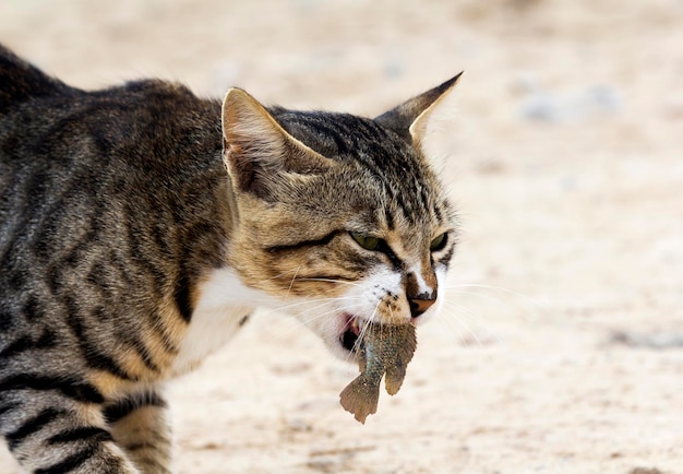 Gatto da colazione con pesce in bocca