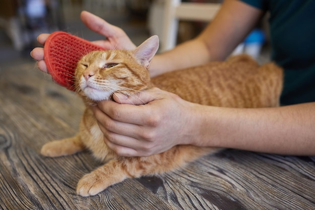 Gatto da toelettatura uomo con guanti speciali Cura degli animali domestici