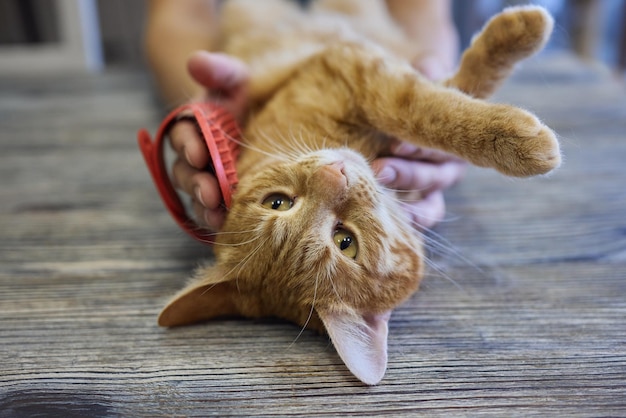 Gatto da toelettatura uomo con guanti speciali Cura degli animali domestici