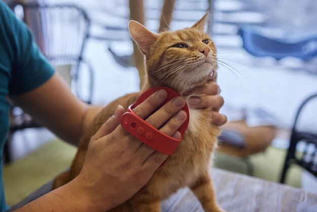 Gatto da toelettatura uomo con guanti speciali Cura degli animali domestici