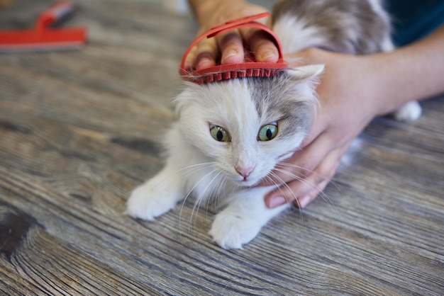 Gatto da toelettatura uomo con guanti speciali Cura degli animali domestici