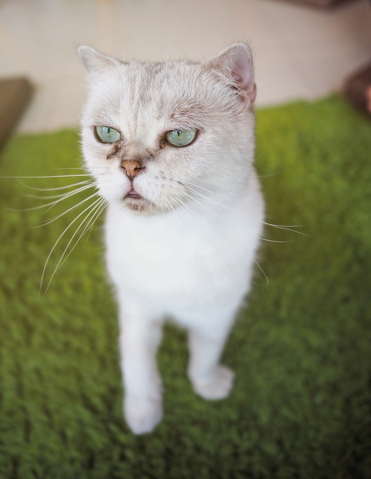 Foto gatto dagli occhi blu