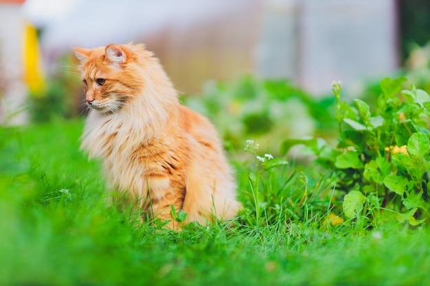 Gatto dagli occhi verdi rosso che riposa sull'erba verde.