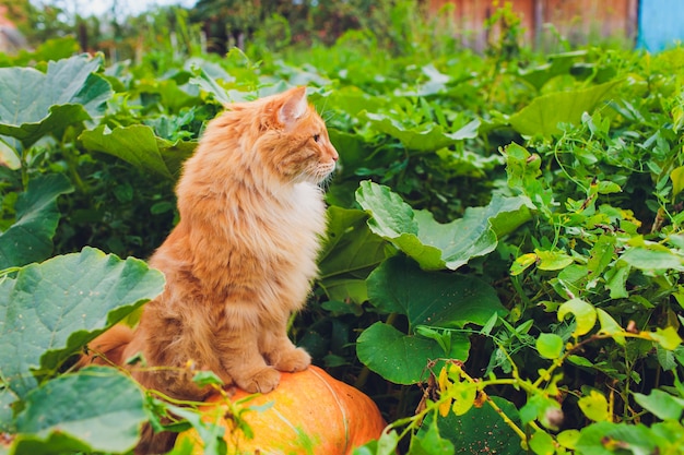 Gatto dagli occhi verdi rosso che riposa sull'erba verde.