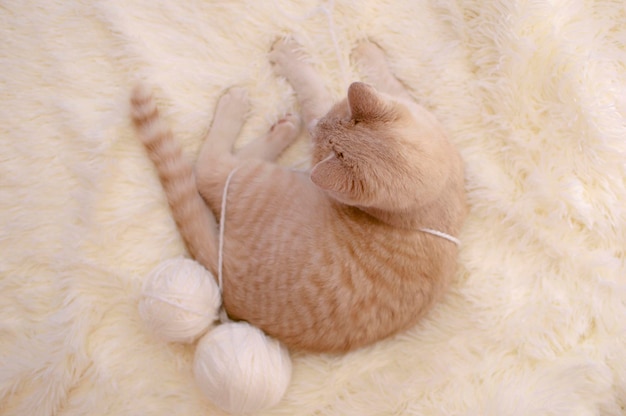 Gatto dai capelli rossi gioca con palline rosa e bianche matasse di filo sul letto bianco Piccolo gattino curioso sdraiato su una coperta bianca che dorme con le zampe spalancate