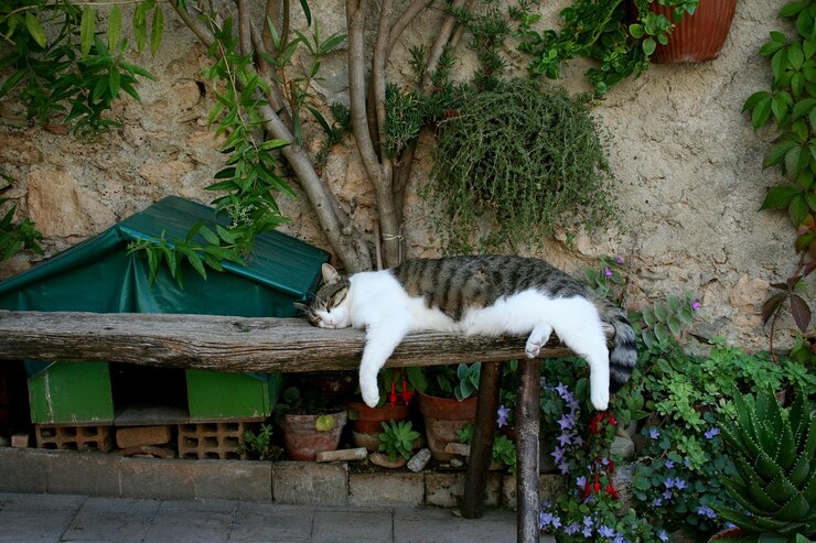 Foto gatto dalle piante contro gli alberi