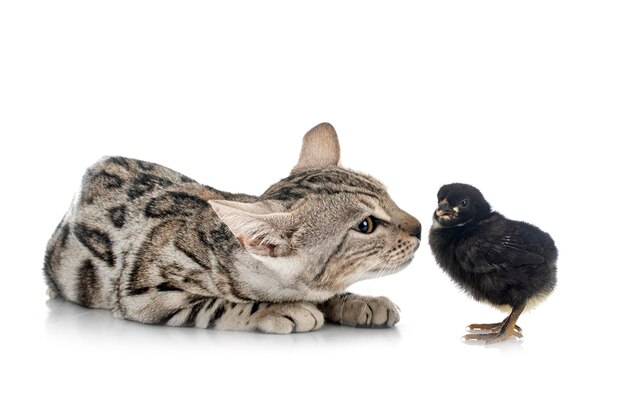 Gatto del Bengala e pulcino davanti a uno sfondo bianco