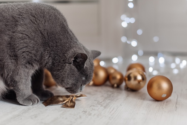 Gatto del Bengala su uno sfondo di albero di Natale giocando con palline d'oro e giocattoli in cerca di regali.