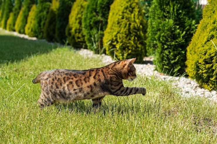 Foto gatto del bengala sull'erba alzò la zampa il gattino gioca sul prato con i moscerini che camminano da soli