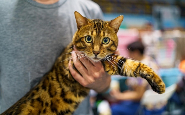 Gatto del Bengala Un ritratto dell'animale Prionailurus bengalensis