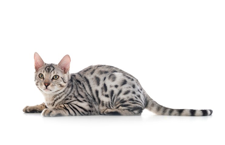 Gatto del Bengala
