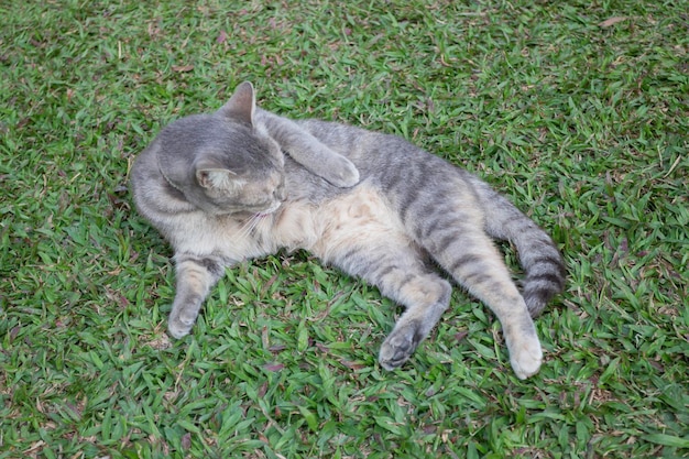 Gatto del villaggio locale tailandese in molte azioni